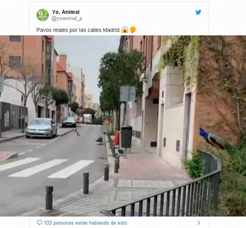 Animales aparecen en calles de ciudades desiertas por cuarentena en el mundo