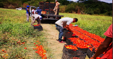Cosechan más de 14 millones de kilogramos de tomates en Guárico en medio de la cuarentena