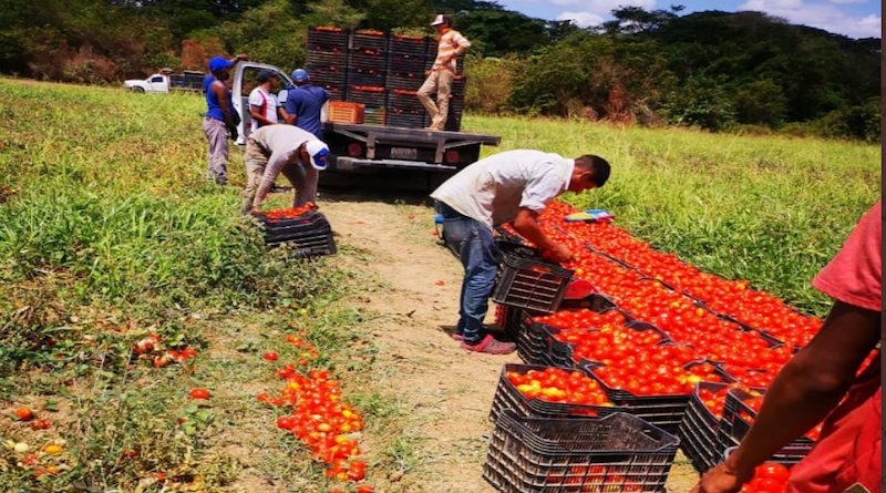 Cosechan más de 14 millones de kilogramos de tomates en Guárico en medio de la cuarentena
