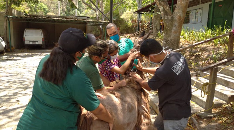 Misión Nevado desplegada en parques y zoológicos de Caracas constatando la alimentación y la atención de los animales