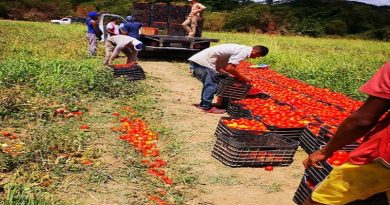 Agroindustria de Guárico procesará 14 millones de kilos de tomates