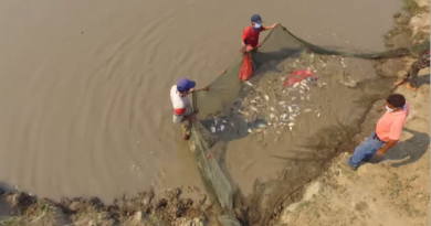 Unidad de Producción Familiar “Los Morochos” inició cosecha de 2.5 toneladas de cachamas en Barinas