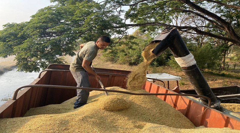 Campesinos de Venezuela mantienen producción agrícola pese a bloqueos y pandemia