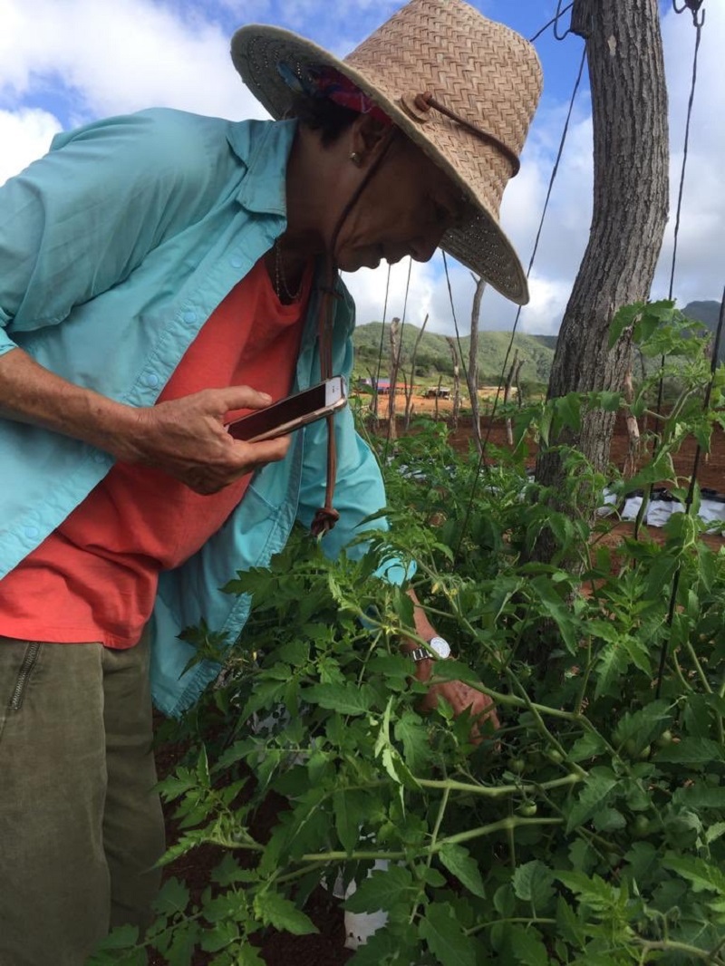 Campesinos de Venezuela mantienen producción agrícola pese a bloqueos y pandemia