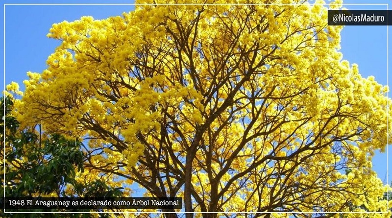 El Araguaney cumple 72 años de ser declarado como Árbol Nacional
