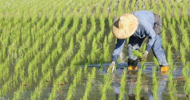 Culmina cosecha de más de 47 millones de kilos de arroz en Guárico