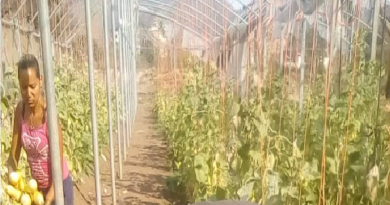 Agropatria ofrece asistencia técnica a productores para garantizar producción de semilla artesanal