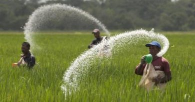 Plan Venezuela Cultiva estima siembra de 11 mil hectáreas de arroz y maíz en Barinas