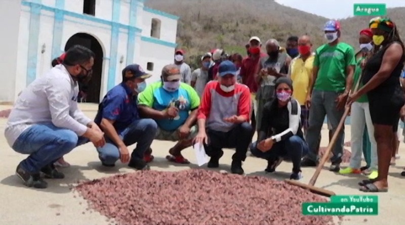 Cultivando Patria| Más de 600 conuqueros de Chuao organizados en defensa de sus tierras