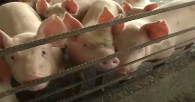 Unidad de Producción Camoruco garantiza ceba de 2 mil animales para Plan de Abastecimiento de Proteínas y Plan Pernil