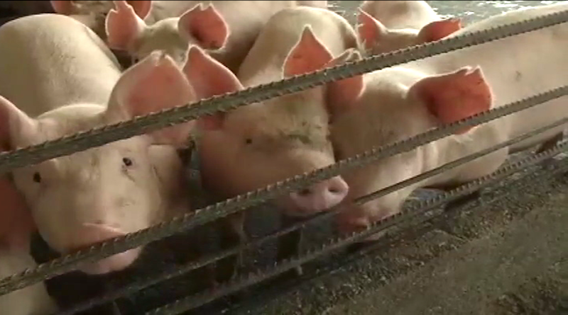 Unidad de Producción Camoruco garantiza ceba de 2 mil animales para Plan de Abastecimiento de Proteínas y Plan Pernil