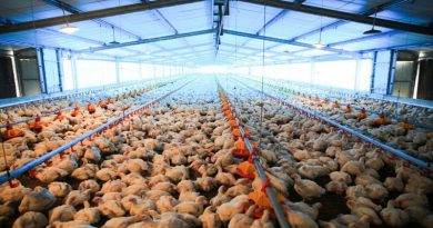 Gobierno garantiza producción de proteína avícola en Portuguesa