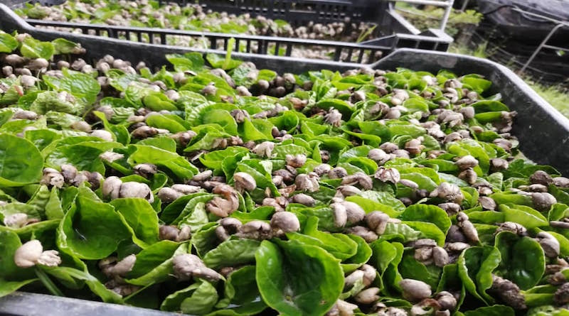 Cultivarán 500 hectáreas de café en Miranda
