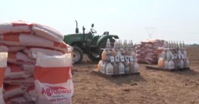 Más de 2.500 hectáreas de maíz amarillo sembrará el sector campesino en Yaracuy