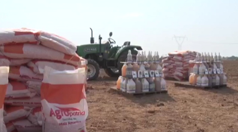 Más de 2.500 hectáreas de maíz amarillo sembrará el sector campesino en Yaracuy