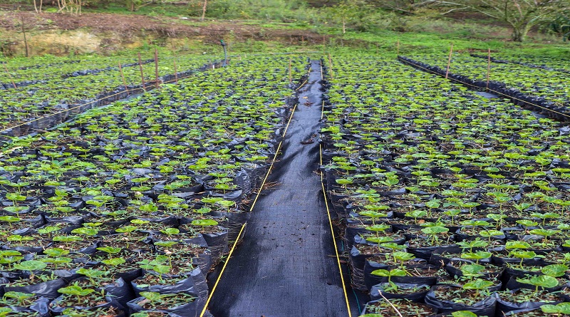 Unidad de Producción Finca Nazareth en Miranda cultiva papas, fresas y ajos para el pueblo