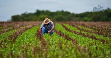 Movimiento campesino siembra 30 mil hectáreas de alimentos para el país