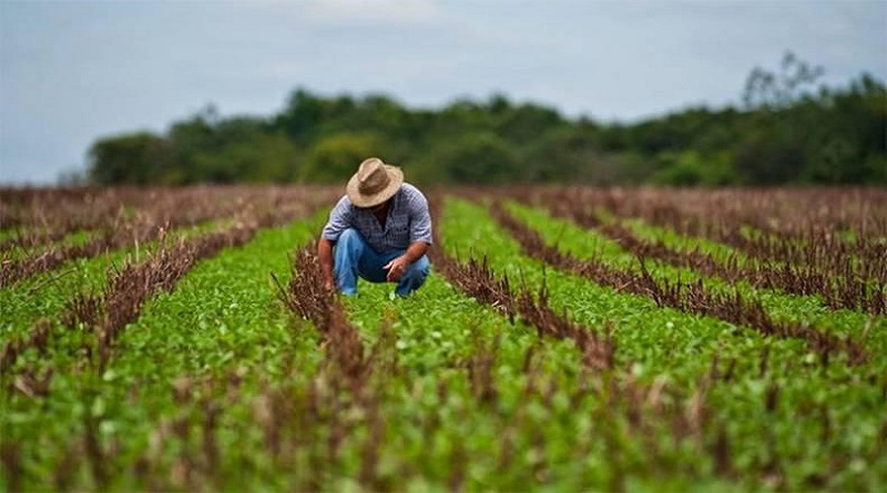 Movimiento campesino siembra 30 mil hectáreas de alimentos para el país