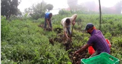 Unidad de Producción Finca Nazareth cultiva papas, fresas y ajos para el pueblo Mirandino