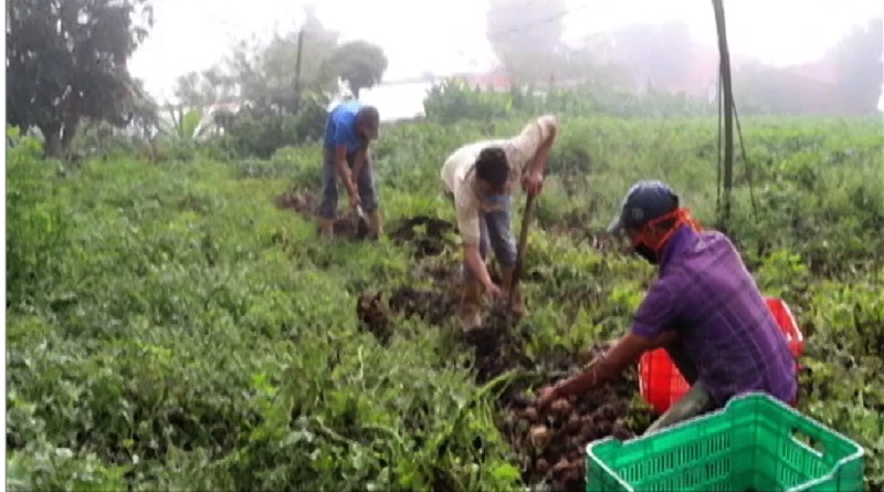 Unidad de Producción Finca Nazareth cultiva papas, fresas y ajos para el pueblo Mirandino