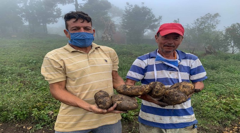 Permacultura en Miranda: estrategia para garantizar aumento en producción de papas cultivadas con semillas nacionales y biocontroladores