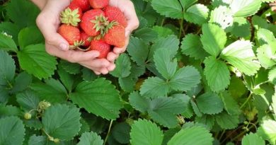 Investigadores del IBE de la UCV trabajan en la producción agroecológica de semillas soberanas de fresa