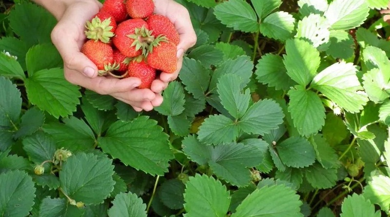Investigadores del IBE de la UCV trabajan en la producción agroecológica de semillas soberanas de fresa