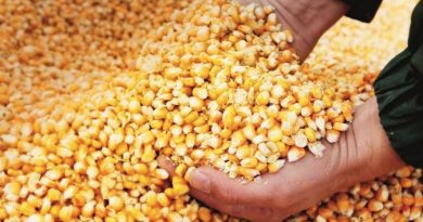 Plan de Siembra 2021 distribuye semillas de maíz amarillo al Frente Zamorano en Falcón