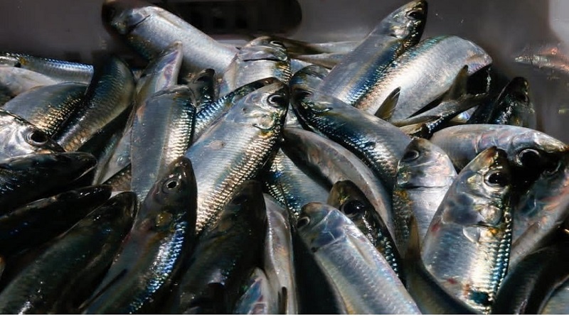 Ferias Socialistas del Pescado beneficia a más de 181 mil familias venezolanas