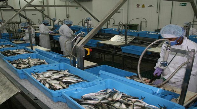 Planta Acu y Pesca Puerto Santo genera 60 toneladas diarias de sardinas para el pueblo venezolano