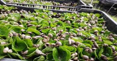 Impulsan proyectos productivos en comunidades de Yare en Miranda