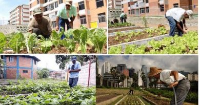 Cuatro programas de siembra urbana y producción familiar activados en todo el país