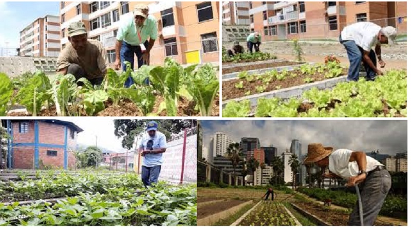 Cuatro programas de siembra urbana y producción familiar activados en todo el país
