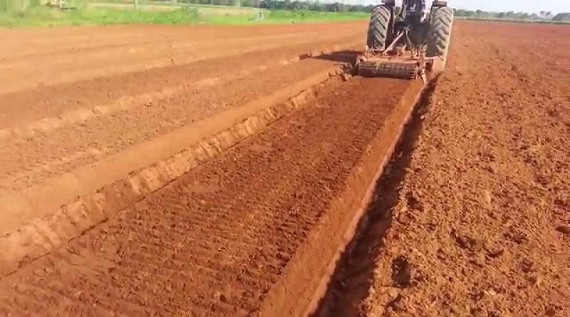 Fortalecen la diversificación y practicas agronómicas en el país para la producción agrícola
