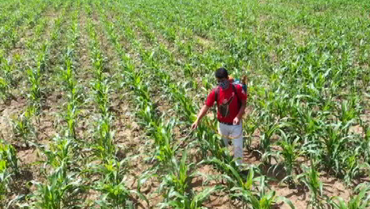 En Ospinio la Agropecuria Vivas produce tres hectáreas de semillas de maíz variedad INIA 7