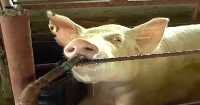 Finca agropecuaria "Pericoco" en Monagas aportará producción al Plan Pernil 2020