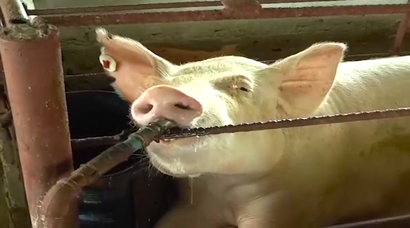 Finca agropecuaria "Pericoco" en Monagas aportará producción al Plan Pernil 2020