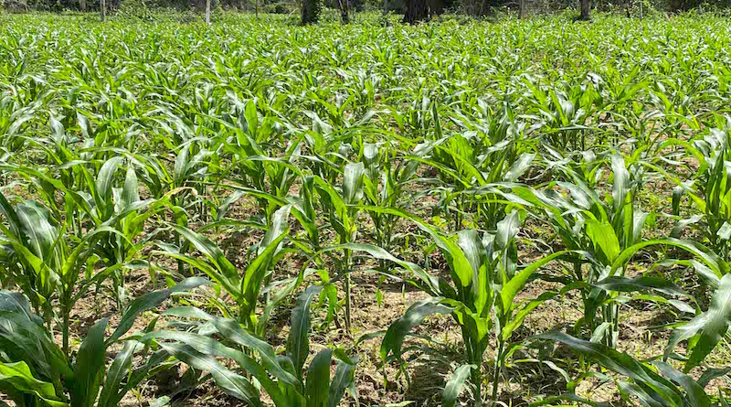 Estos son los nueve vértices de la Gran Misión AgroVenezuela