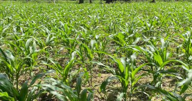 Gobierno Nacional relanzará la Gran Misión AgroVenezuela