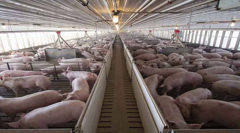 Min. Agricultura Urbana entregó 100 lechones para la producción 7 mil 500 kilogramos de carne de cerdo en el 23 de enero