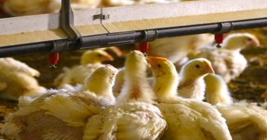 Granja Covadonga produce al año 5.5 toneladas de pollo para ser distribuidas en Carabobo