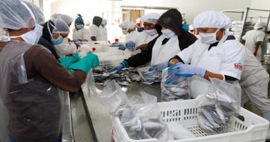 Sector pesquero garantiza suministro de proteínas marinas al pueblo venezolano