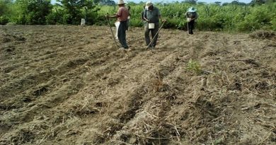 Más de 150 pequeños productores han sido favorecidos con el Plan de Siembra de Maíz Amarillo en Trujillo