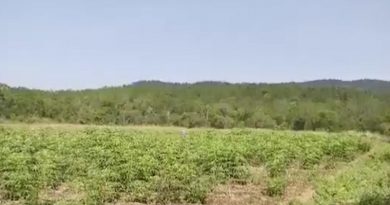 Trujillo apuesta al cultivo de maní y merey son poco comunes y rentables