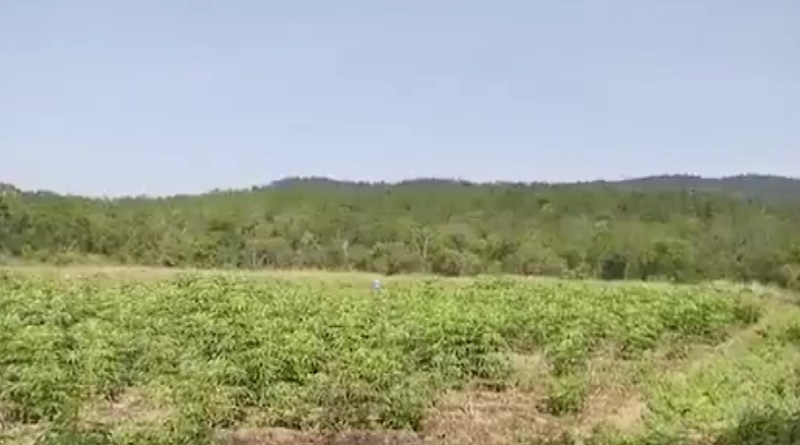 Trujillo apuesta al cultivo de maní y merey son poco comunes y rentables