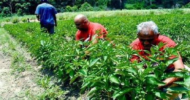 Avanza Plan Conuco para garantizar siembra de 250 hectáreas de maíz amarillo en municipio Cruz Paredes de Barinas