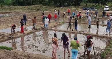 En Yaracuy comunidades cultivan 1.500 diques familiares de arroz