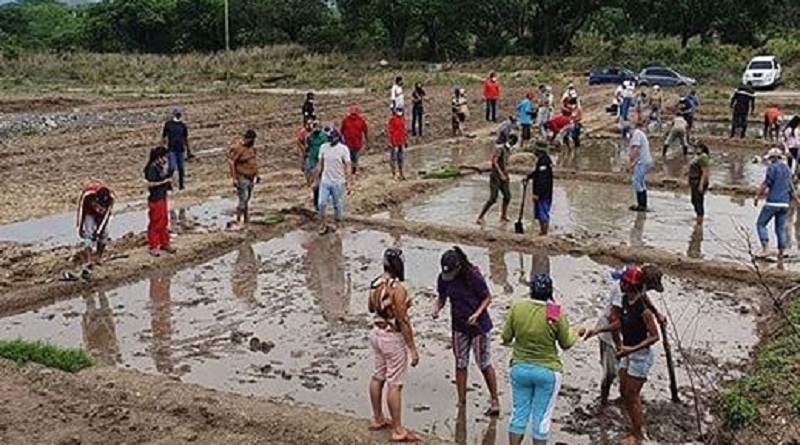 En Yaracuy comunidades cultivan 1.500 diques familiares de arroz