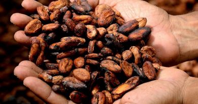 Científicos venezolanos trabajan para reducir el cadmio en granos de cacao