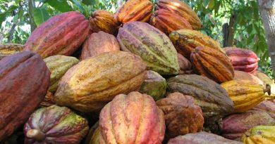 Venezuela exporta cargamento de frutas a la Federación de Rusia